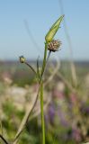 Scorzonera stricta. Верхушка побега с развивающимися соцветиями (рядом - сухой побег Dipsacaceae). Оренбургская обл., Саракташский р-н, Жёлтинский сельсовет, окр. Кандуровского карьера, каменистая степь. 29 мая 2024 г.