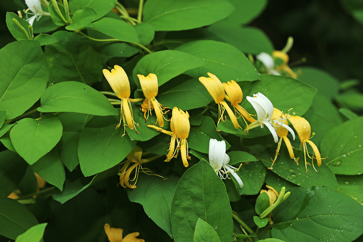 Image of Lonicera caprifolium specimen.