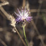 genus Centaurea