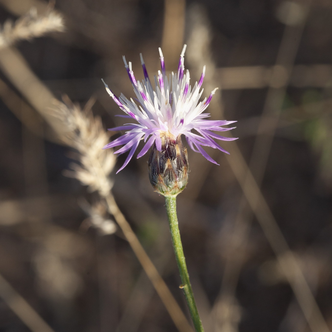 Изображение особи род Centaurea.