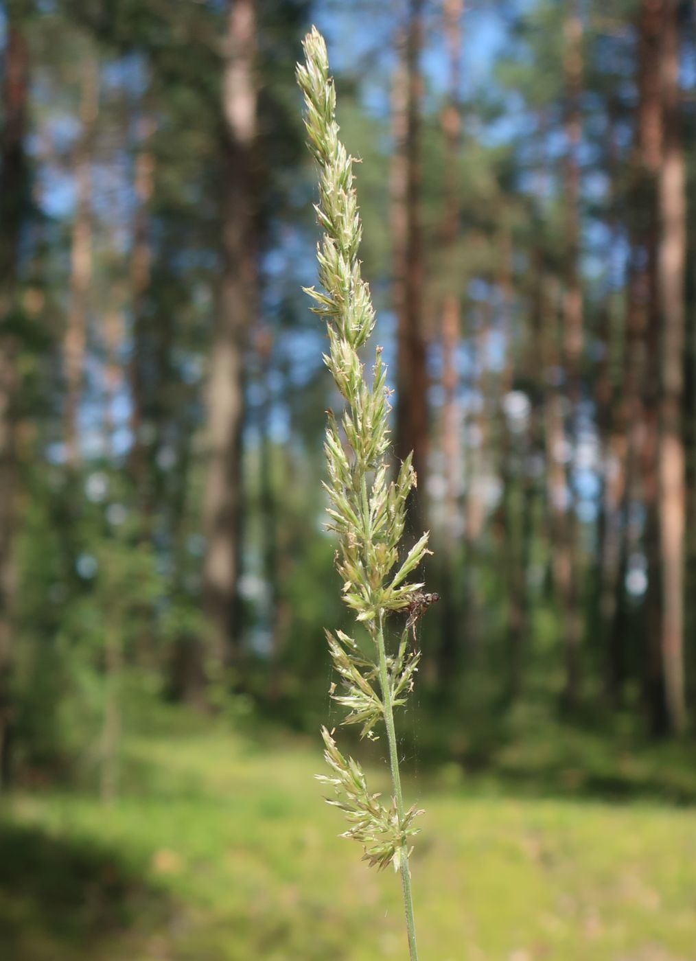Image of Koeleria grandis specimen.