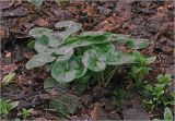 Asarum europaeum