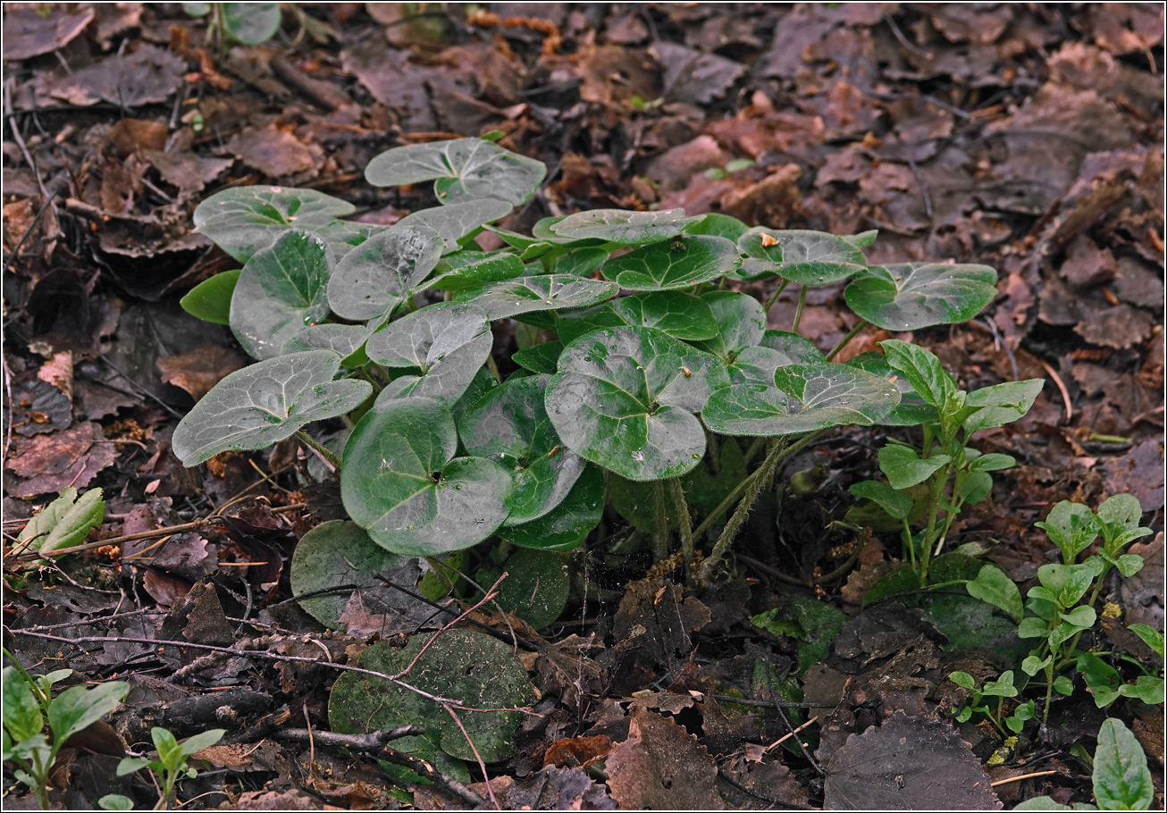Image of Asarum europaeum specimen.