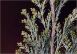 Chamaecyparis lawsoniana