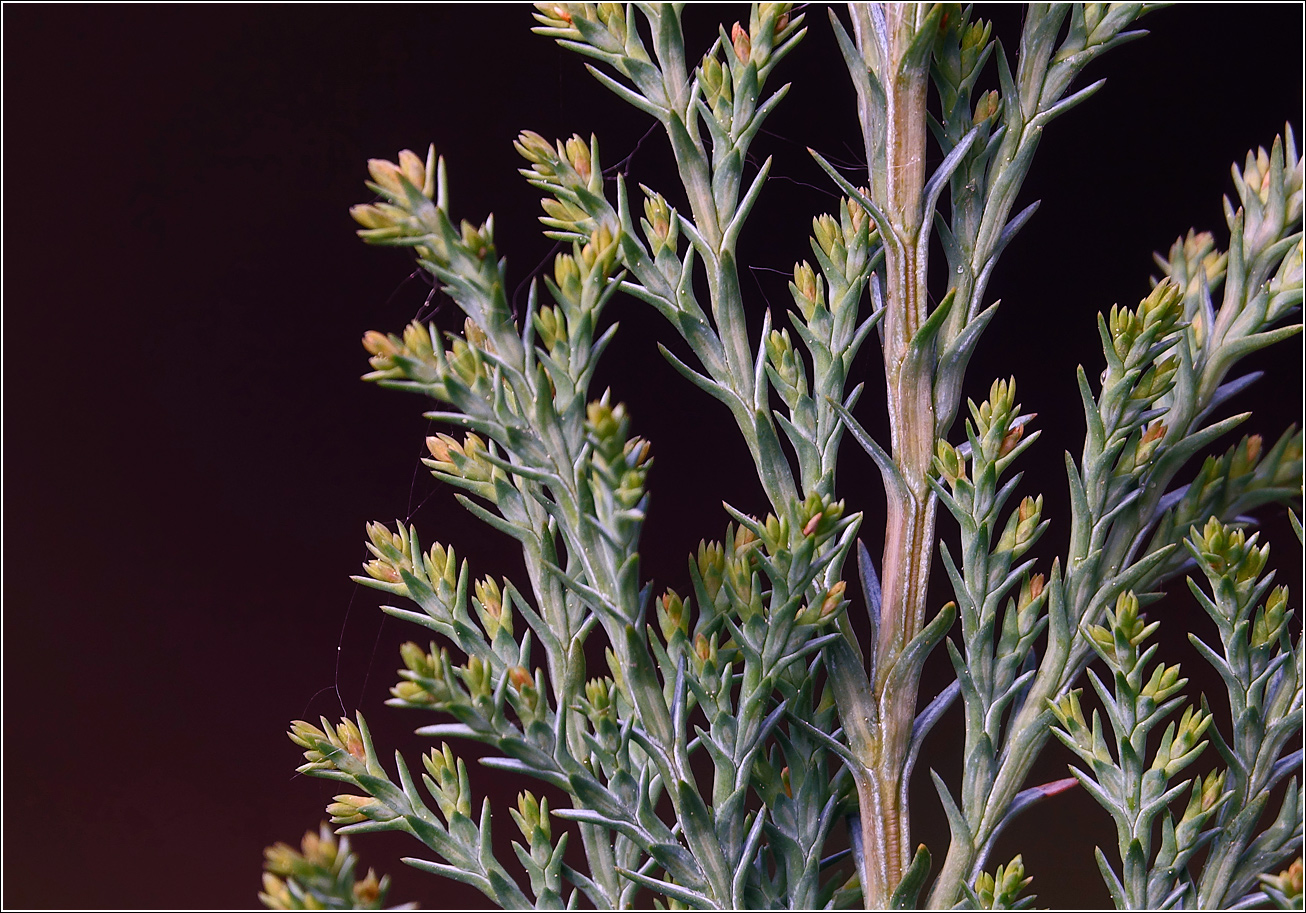 Изображение особи Chamaecyparis lawsoniana.