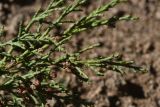Juniperus polycarpos. Верхушка ветви с микростробилами. Турция, ил Ван, р-н Битлис, С-В участок борта кальдеры Немрут, нижняя часть склона. 21 мая 2025 г.