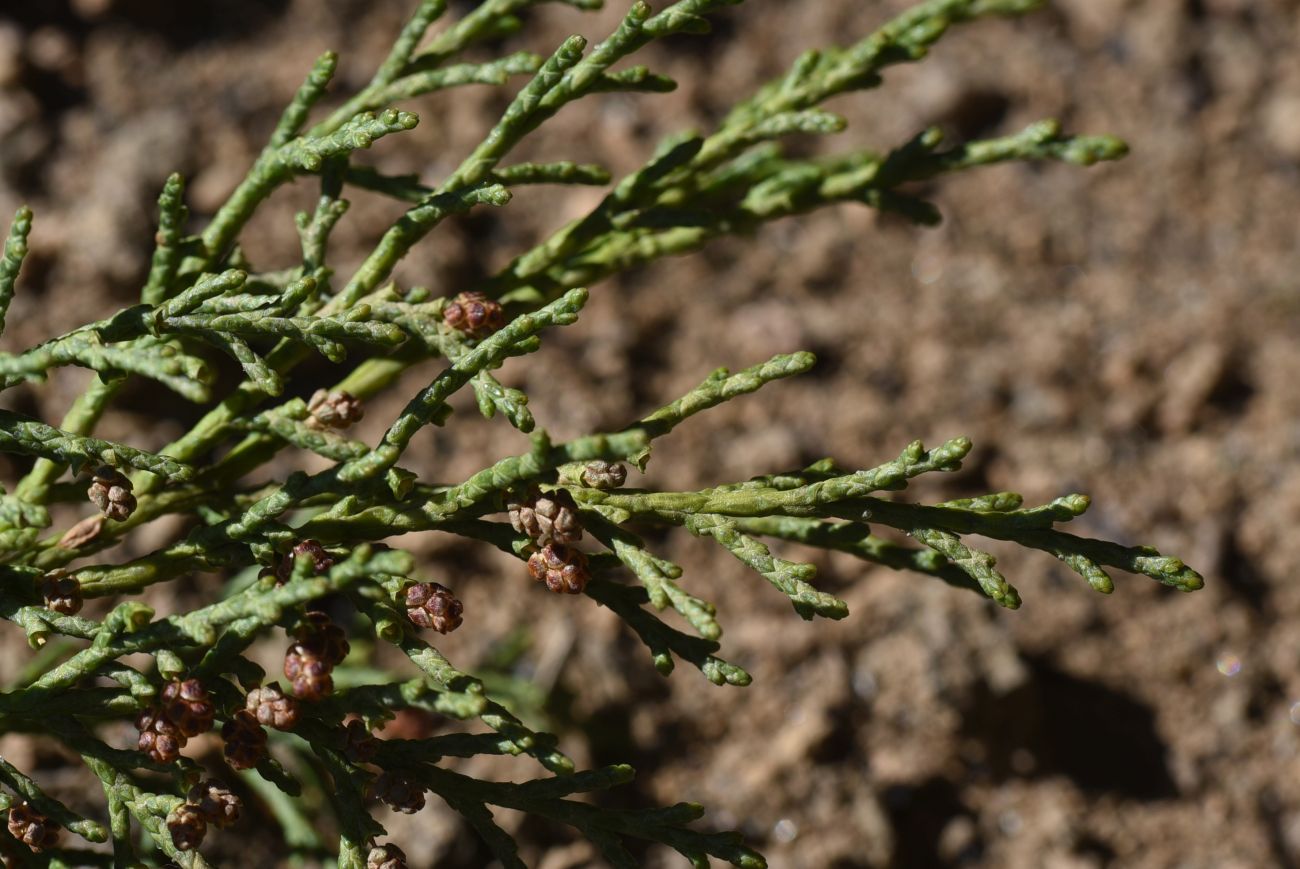 Image of Juniperus polycarpos specimen.
