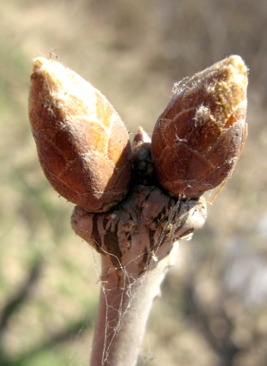 Image of Quercus robur specimen.