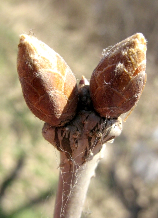 Изображение особи Quercus robur.