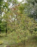 Malus baccata