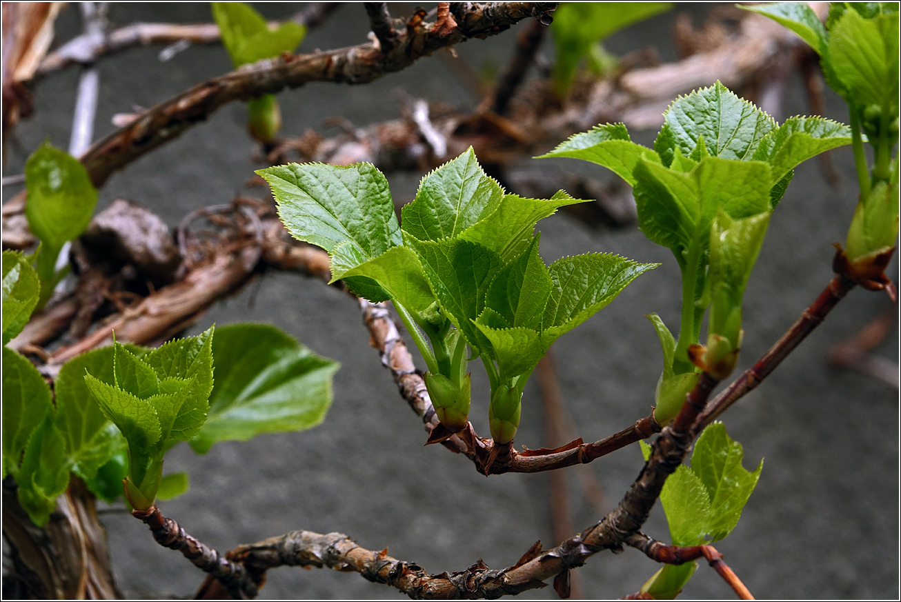 Image of Hydrangea petiolaris specimen.
