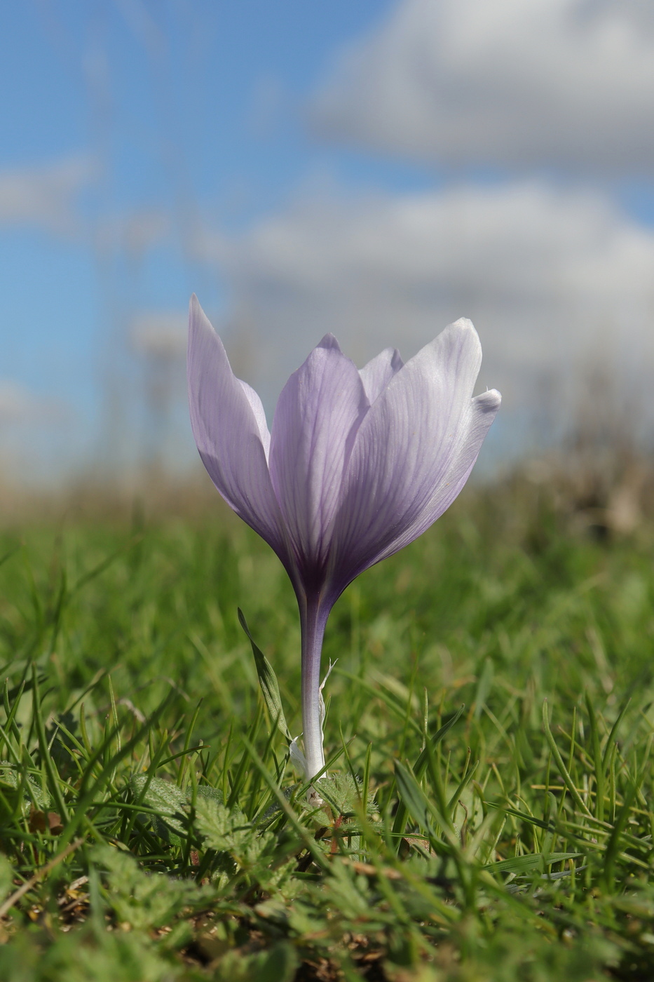 Image of Crocus pallasii specimen.