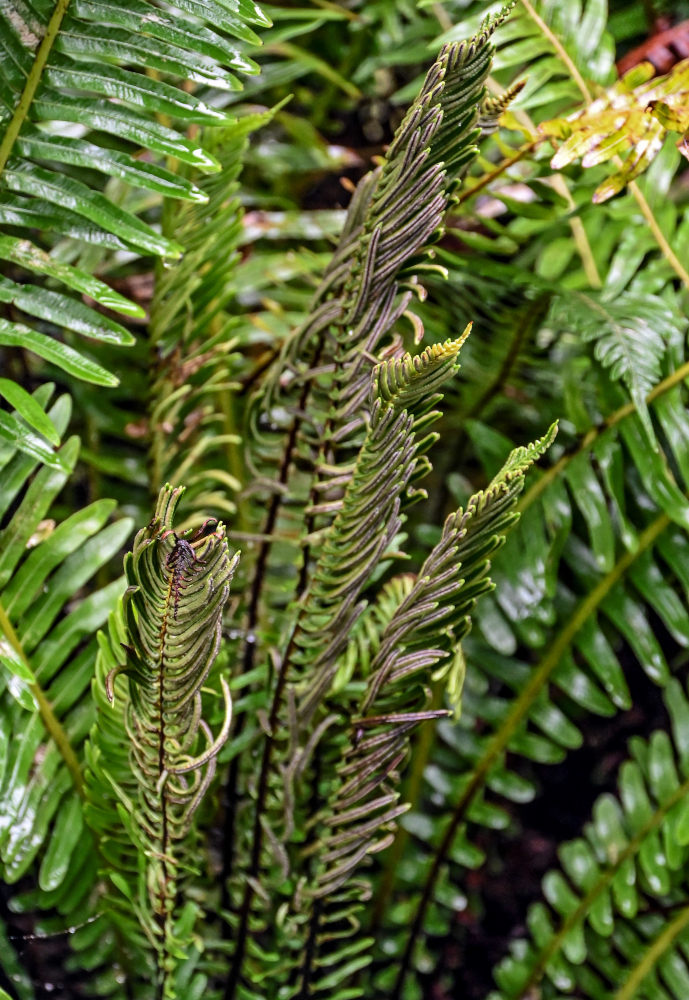 Image of Blechnum discolor specimen.