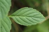 Mentha arvensis