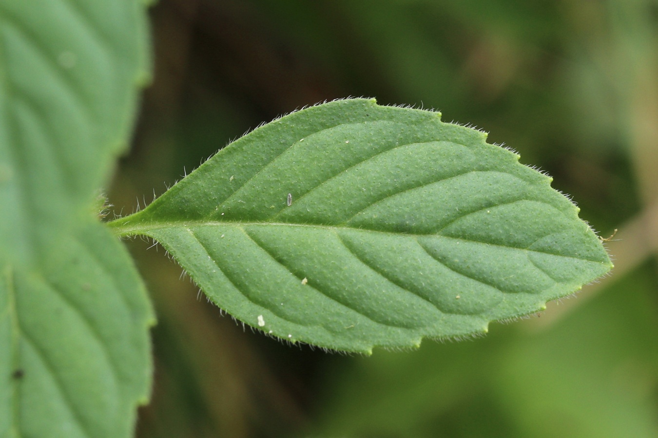 Изображение особи Mentha arvensis.