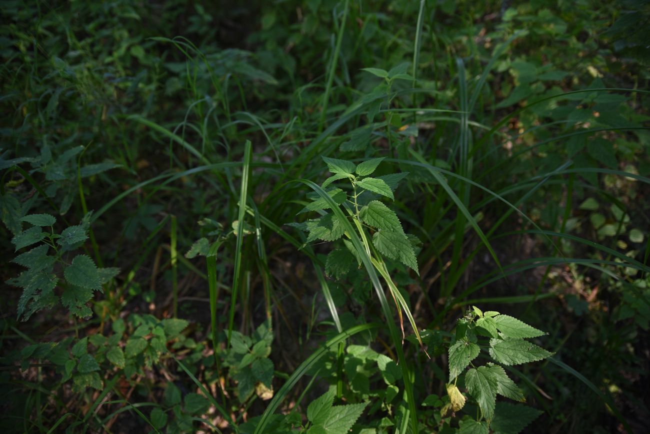 Image of Urtica dioica specimen.