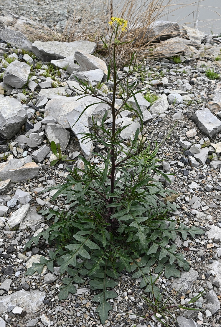 Image of Sisymbrium erucastrifolium specimen.