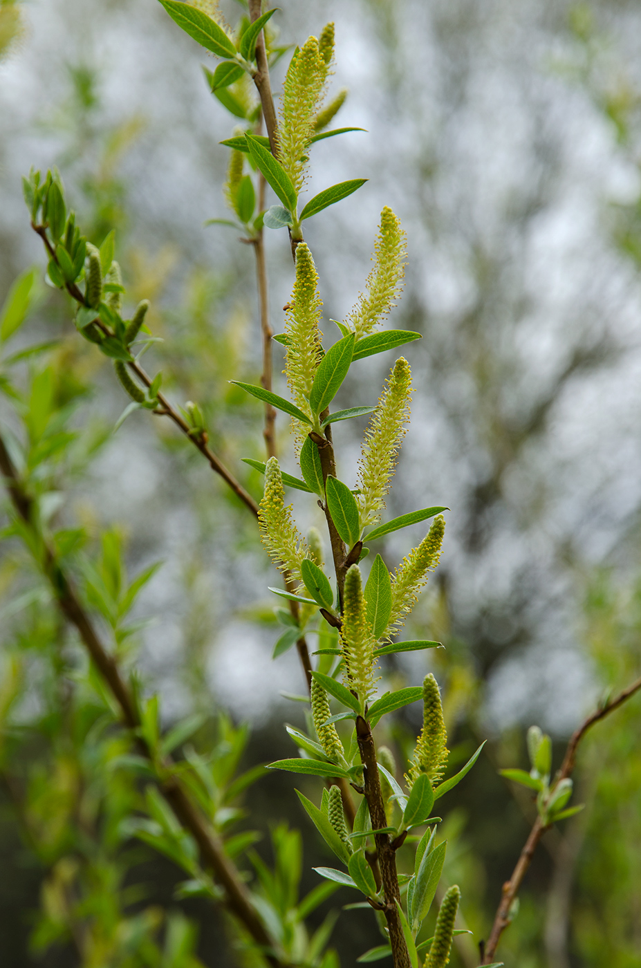 Image of Salix triandra specimen.