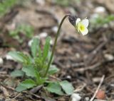 Viola arvensis. Цветущее растение. Краснодарский край, Кущёвский р-н, станица Шкуринская, роща на склоне. 17.04.2011.