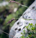семейство Poaceae