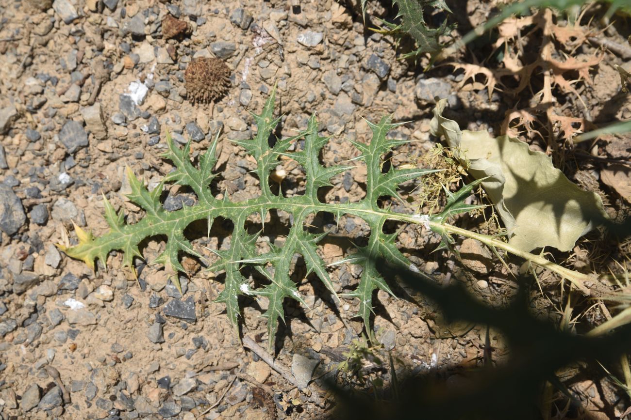 Image of genus Echinops specimen.