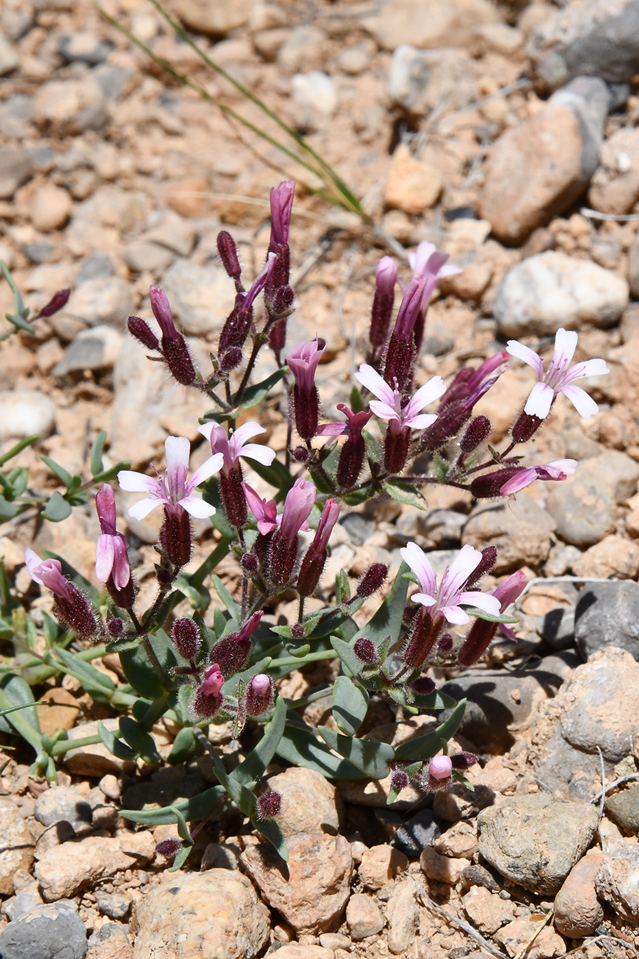 Image of Bolbosaponaria sewerzowii specimen.