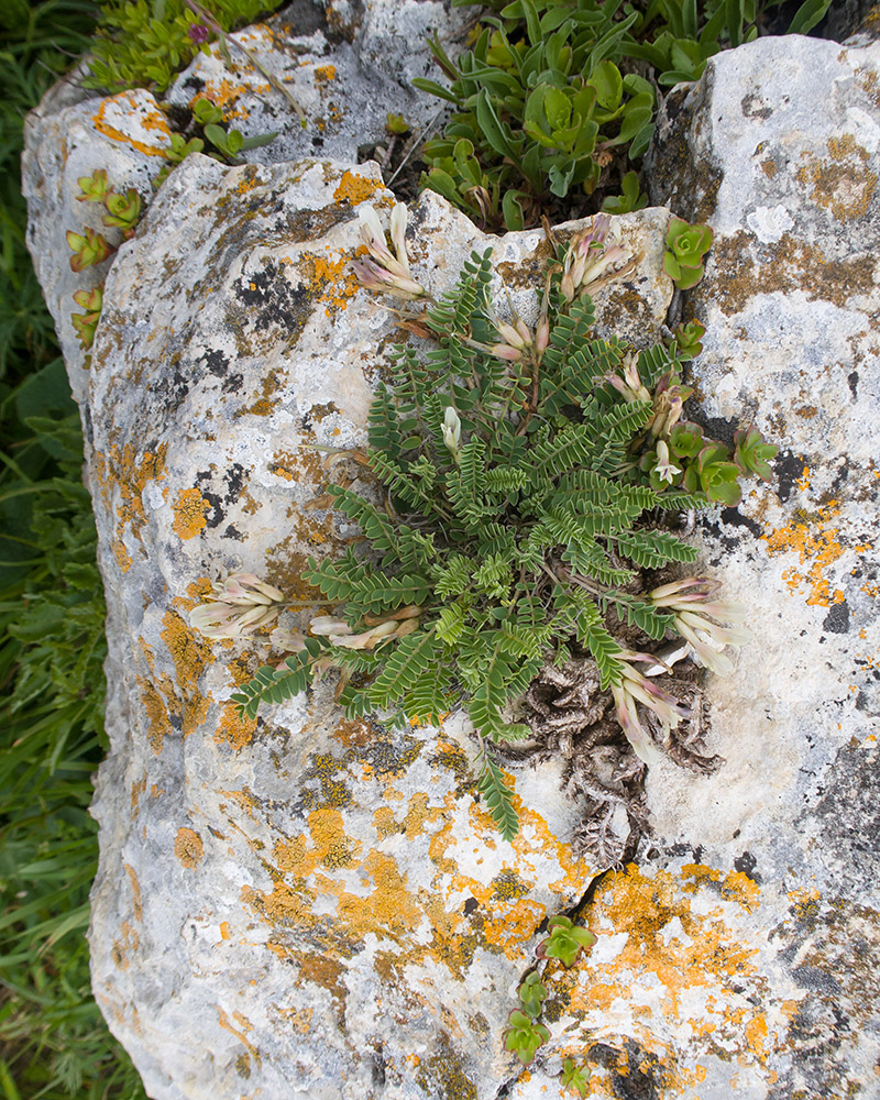 Image of Astragalus demetrii specimen.