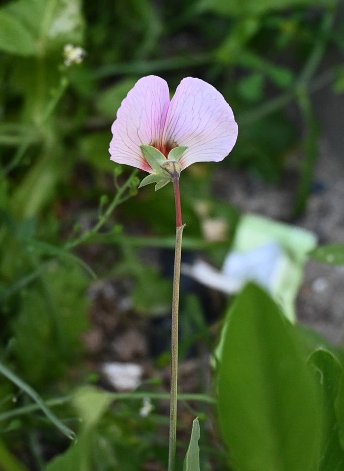 Image of genus Lathyrus specimen.