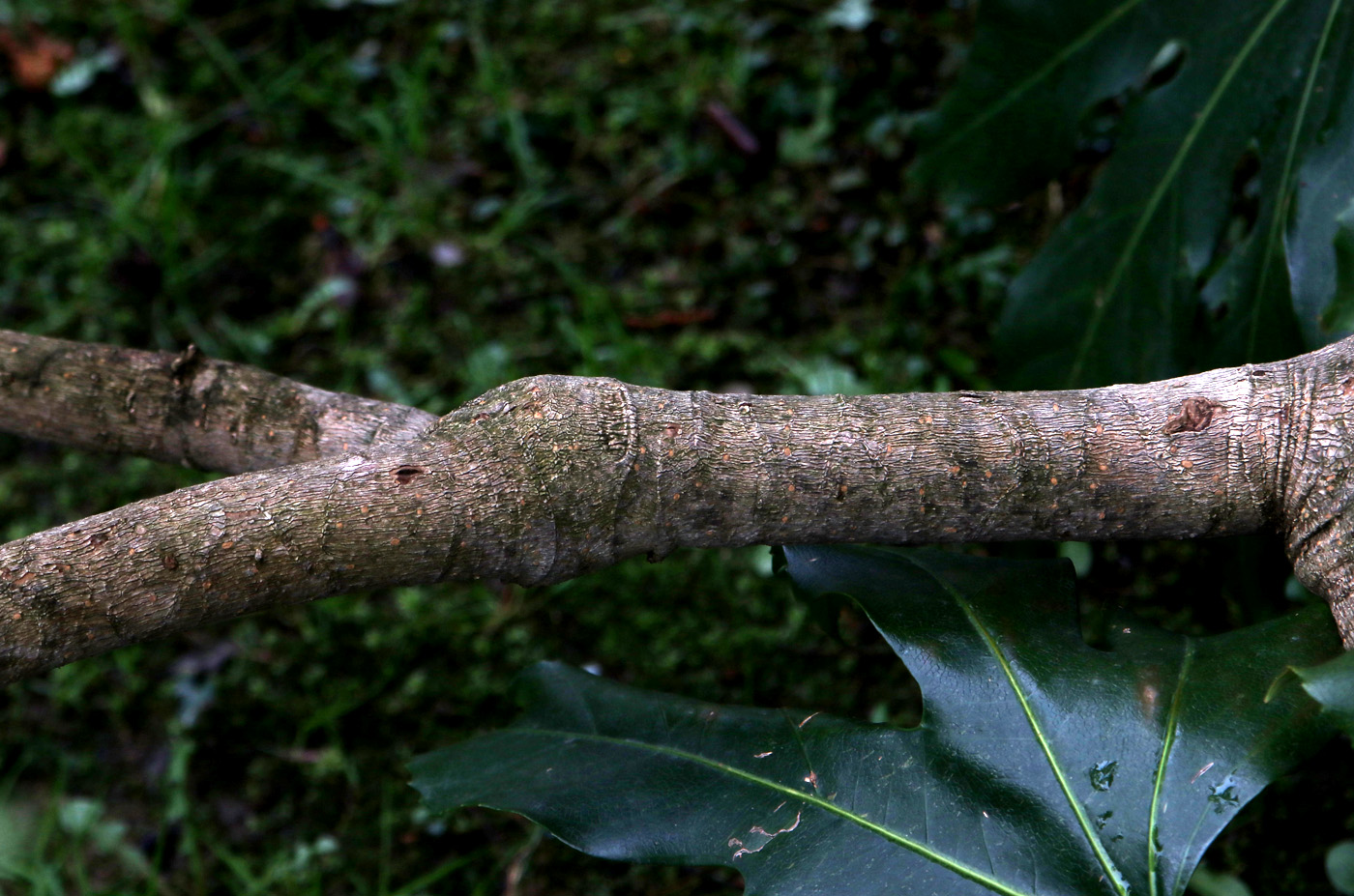 Image of Fatsia japonica specimen.
