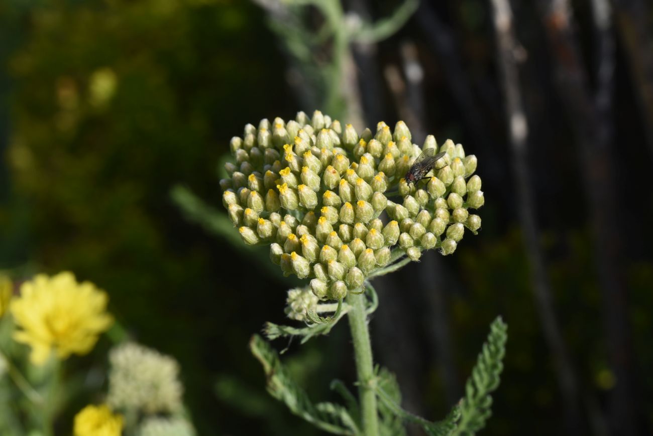 Изображение особи Achillea arabica.