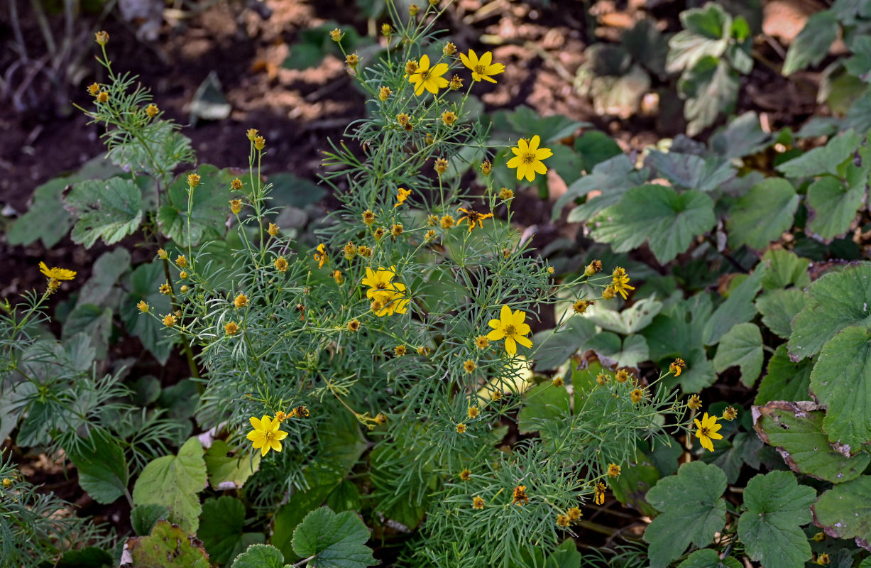 Изображение особи Coreopsis verticillata.