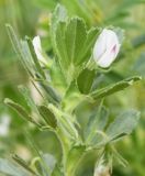 Ononis biflora. Верхушка растения с цветками и завязями. Республика Кипр, г. Лимасол, огороженный земельный участок. 03.04.2026.