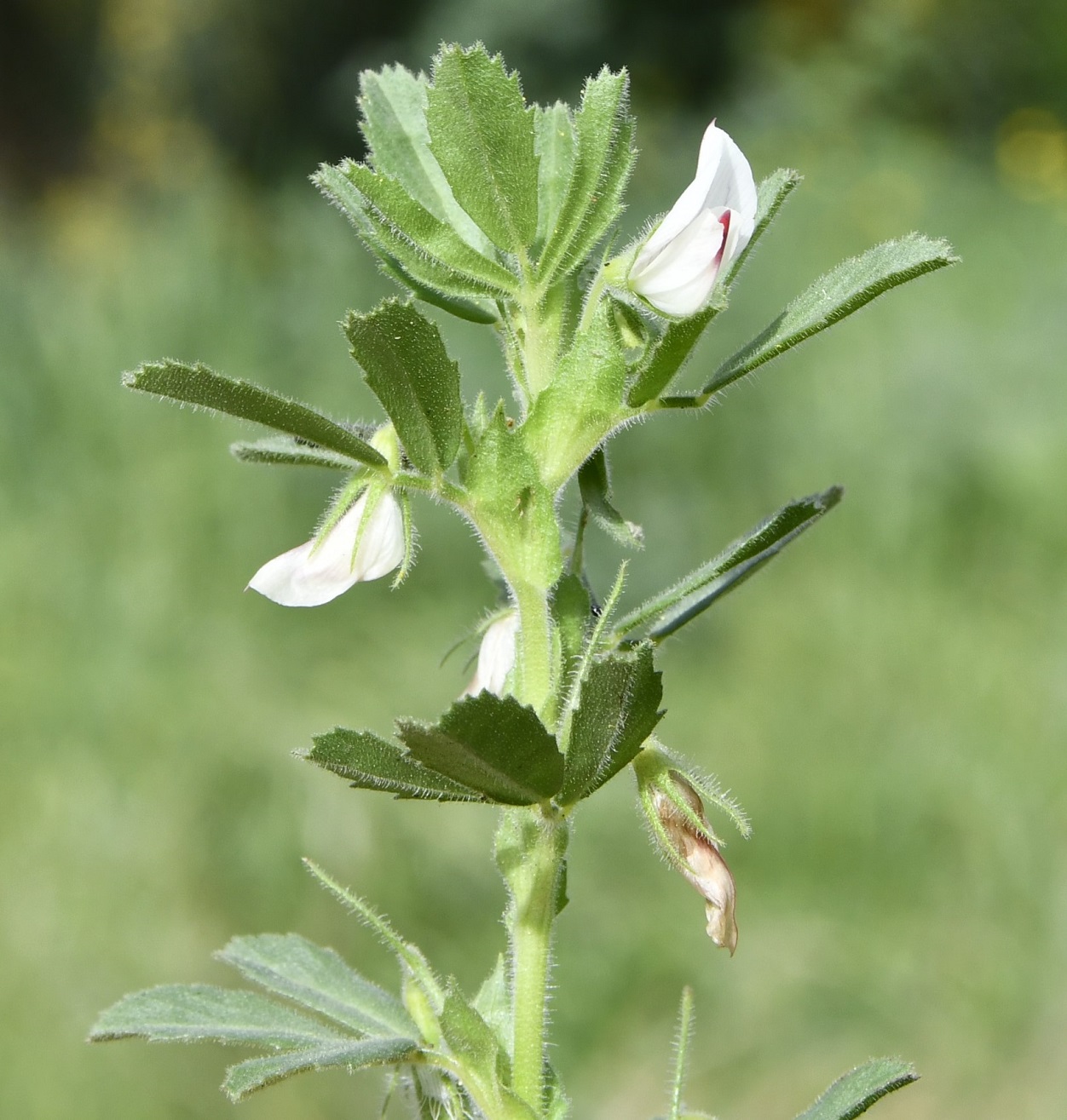 Image of Ononis biflora specimen.