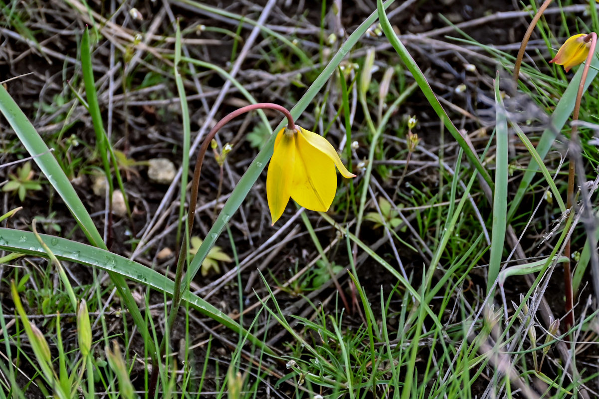 Image of Tulipa biebersteiniana specimen.