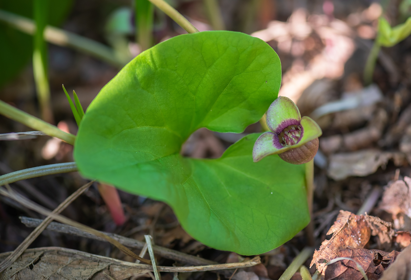 Image of Asarum sieboldii specimen.