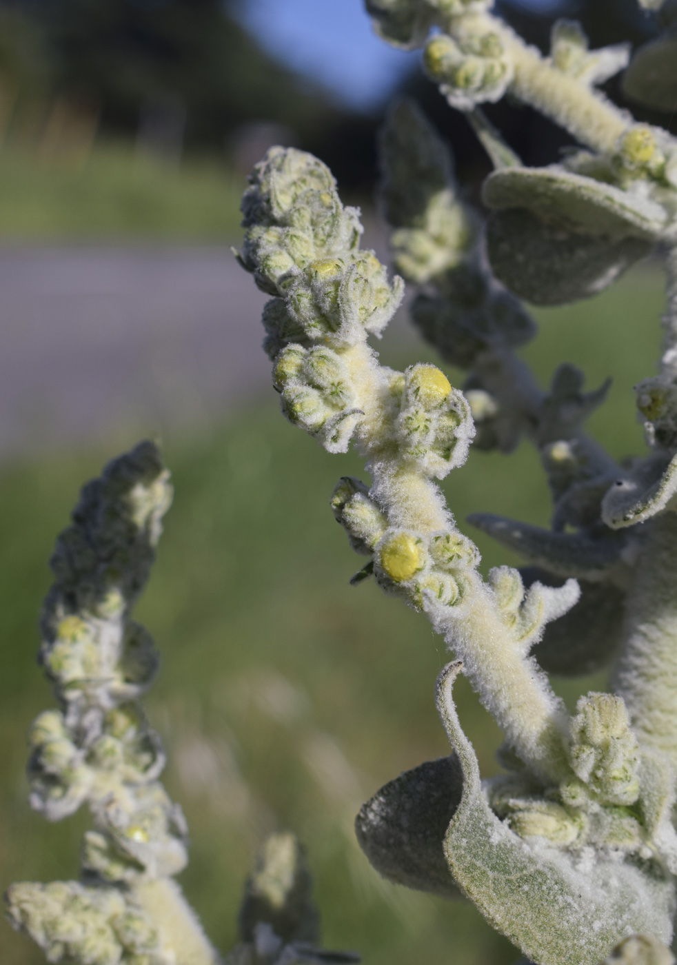 Image of Verbascum pulverulentum specimen.