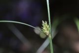 Carex remota