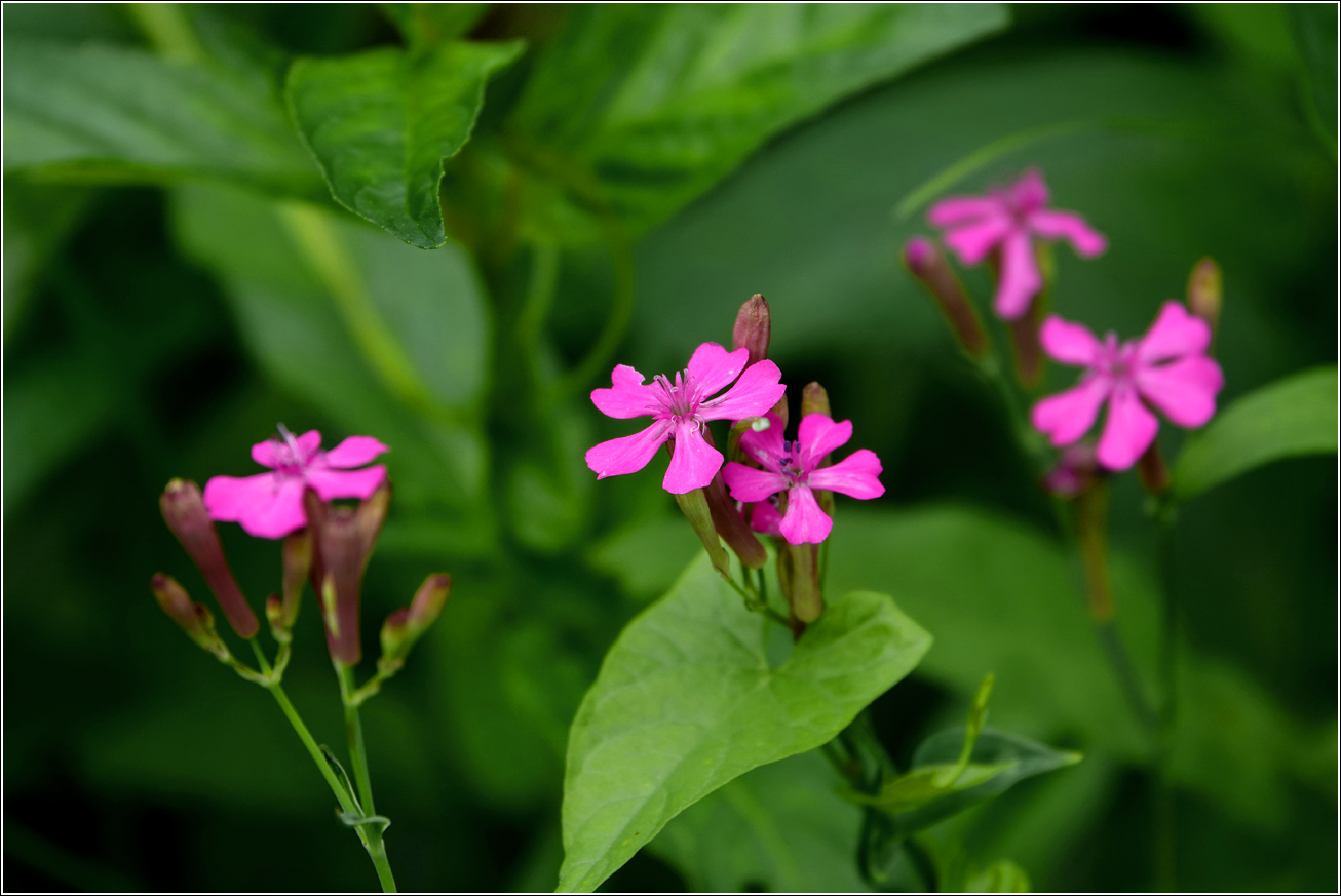 Изображение особи Silene armeria.