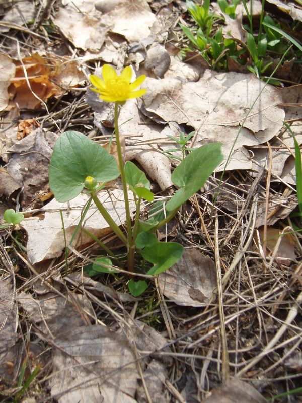 Image of Ficaria verna specimen.