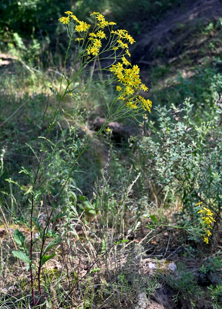 Image of Senecio jacobaea specimen.