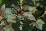 Physocarpus opulifolius. Верхушка побега с формирующимся соцветием (краснолистная форма). Московская обл., Раменский р-н, окр. дер. Хрипань, садовый участок. 13.06.2026.