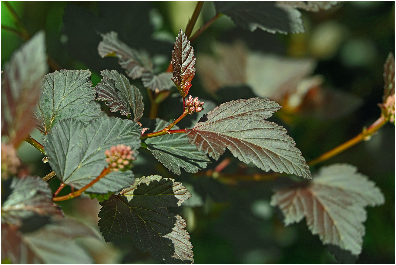 Image of Physocarpus opulifolius specimen.