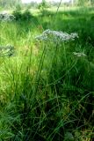 Thyselium palustre. Цветущее растение. Московская обл., Серпуховский р-н, окр. деревни Рудаково, заболоченная лесосека. 06.08.2026.