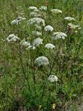 Смотреть изображение Seseli annuum