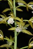 Oreorchis patens. Часть соцветия. Сахалин, г. Южно-Сахалинск, западный макросклон Сусунайского хр., левый склон долины р. Уюновка, 165 м н.у.м., елово-пихтовый лес. 27.06.2025.