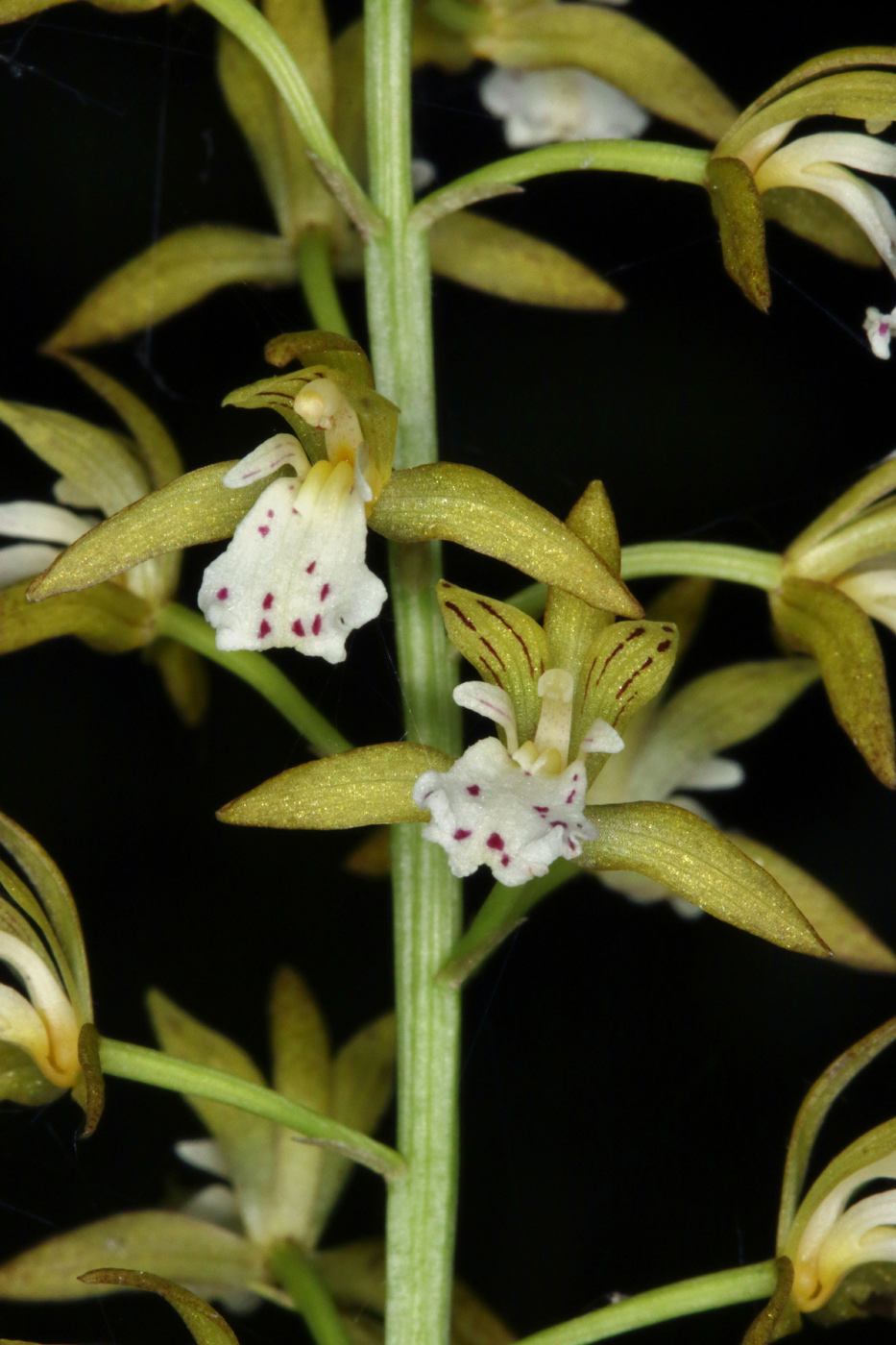 Изображение особи Oreorchis patens.
