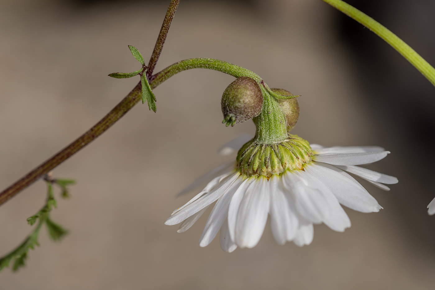 Image of genus Anthemis specimen.