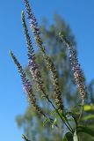 Veronica longifolia. Общее соцветие с цветками и незрелыми плодами. Беларусь, Витебская обл., дер. Сурмино, берег озера, суходольный разнотравно-злаковый луг на песке. 16.07.2026.