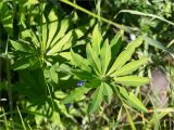 Lupinus polyphyllus. Лист. Кировская обл., Кикнурский р-н, окр. села Тырышкино, суходольный разнотравно-злаковый луг. 10.06.2026.