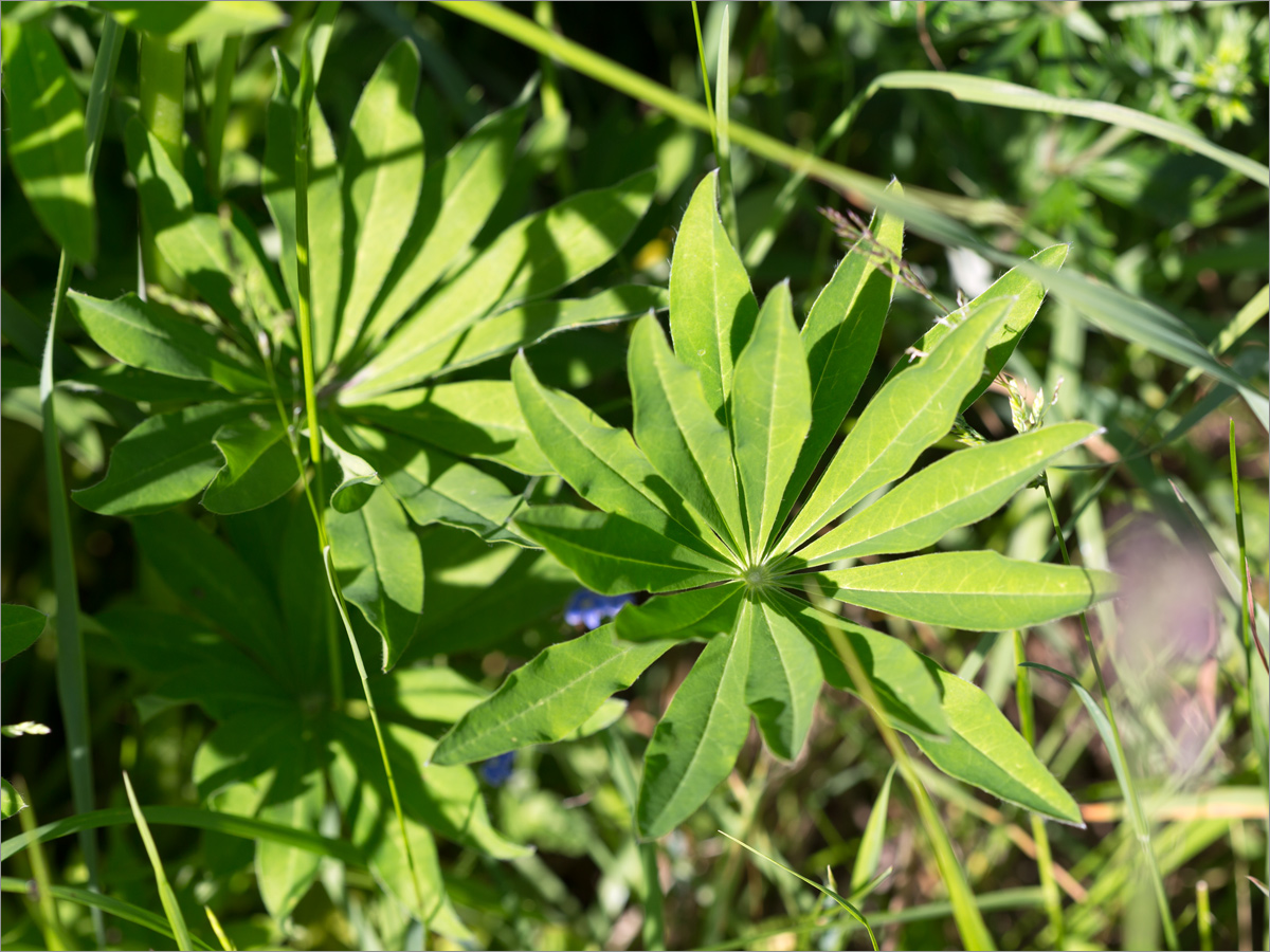 Image of Lupinus polyphyllus specimen.
